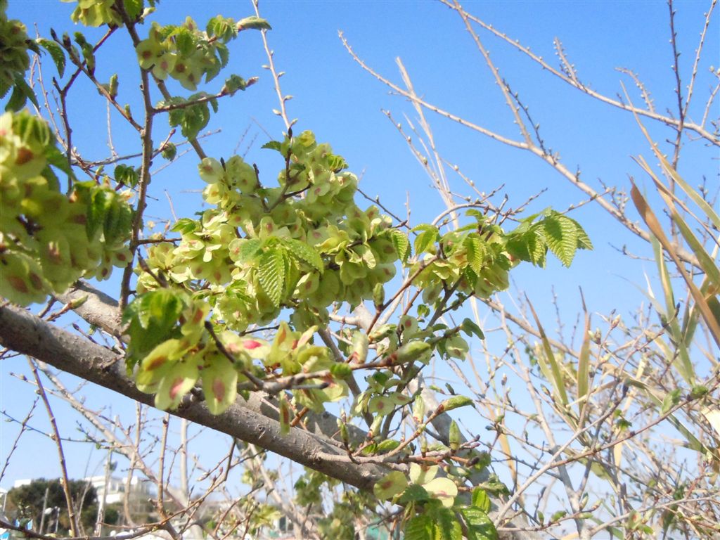 Alberello da identificare - Ulmus cfr. minor Miller